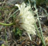 Cephalaria coriacea. Соцветие. Крым, Ялта, ущелье Уч-Кош. 05.08.2009.