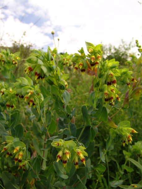 Image of Cerinthe minor specimen.