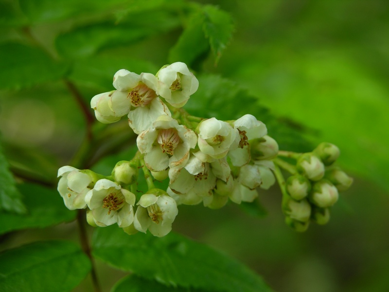 Изображение особи Sorbus sambucifolia.