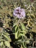 Mentha aquatica