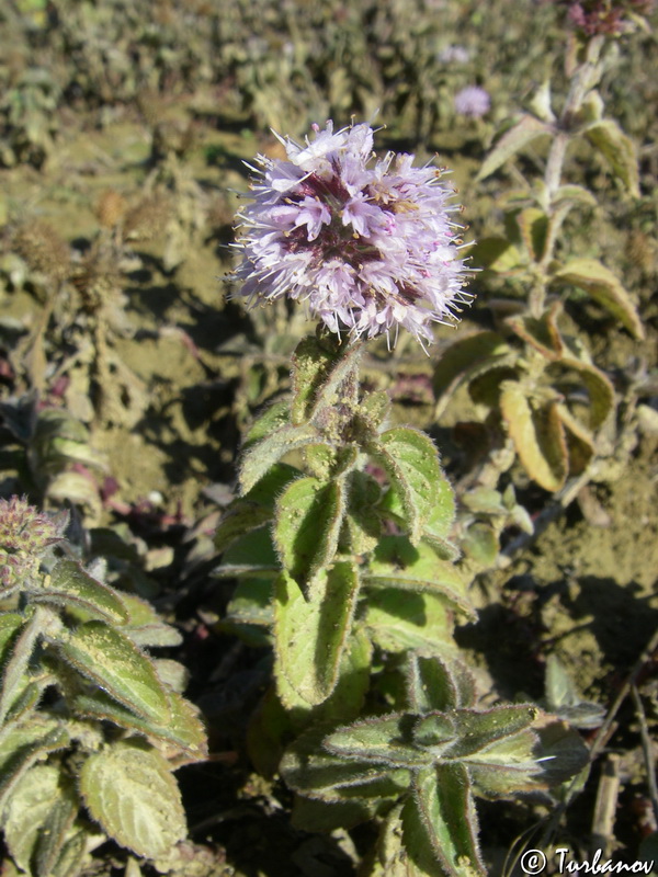 Image of Mentha aquatica specimen.