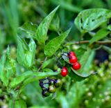 Solanum kitagawae