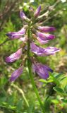 Astragalus subpolaris