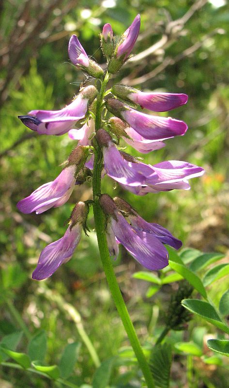 Изображение особи Astragalus subpolaris.