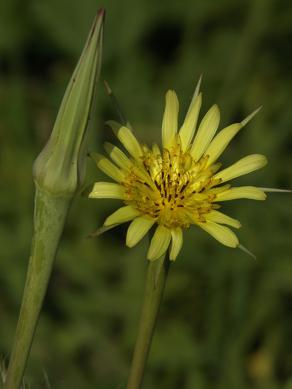 Изображение особи Tragopogon dubius ssp. major.