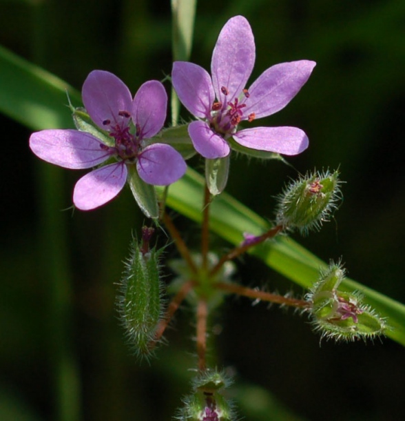 Image of Erodium cicutarium specimen.