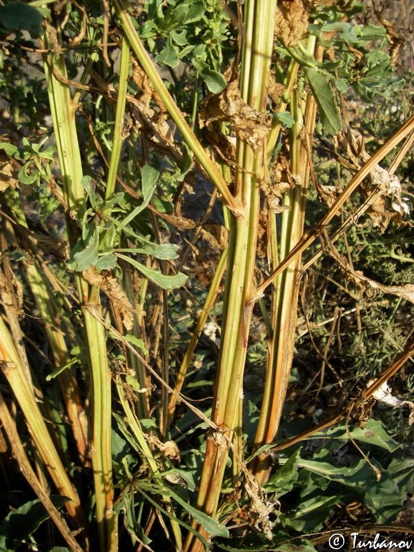 Image of Beta maritima specimen.