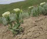 Cardaria draba