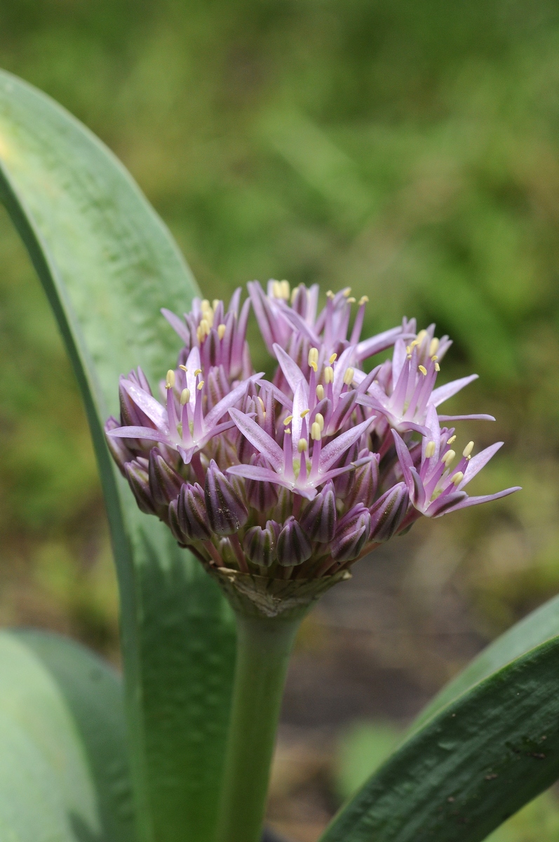 Image of Allium ubipetrense specimen.
