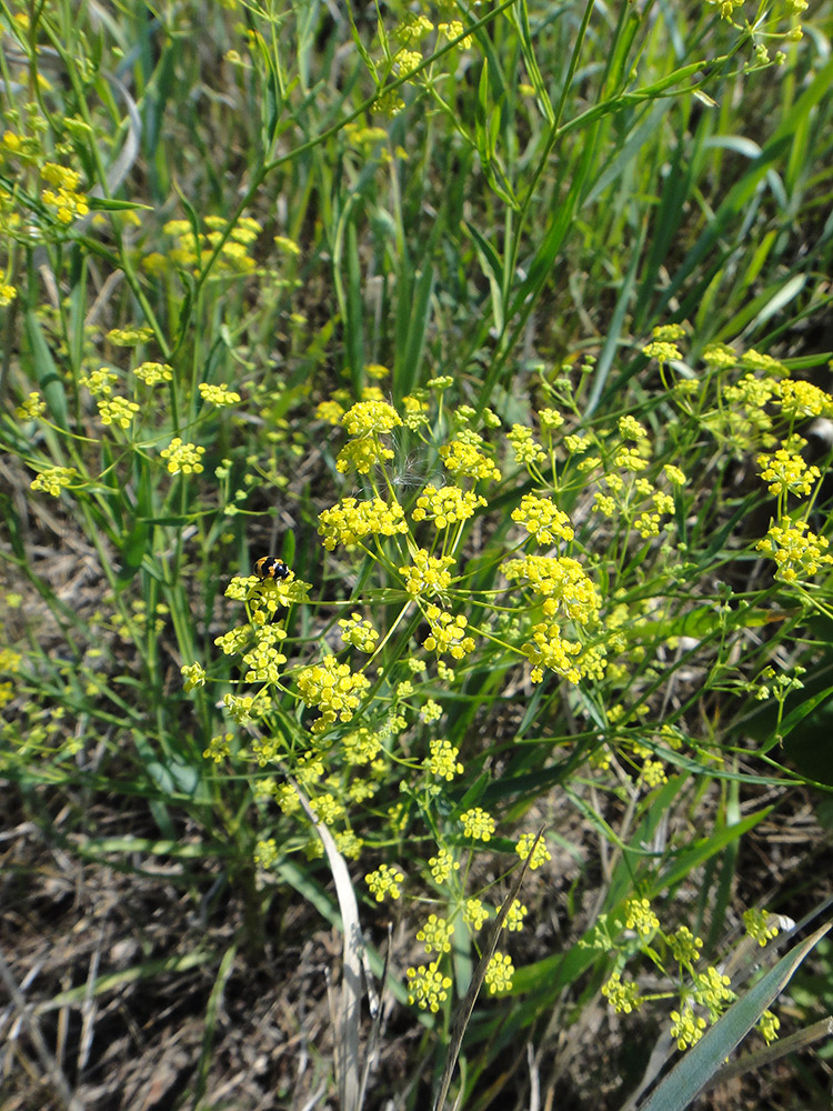 Изображение особи Bupleurum scorzonerifolium.