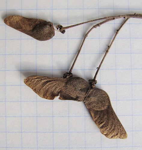 Image of Acer campestre specimen.