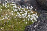 Eriophorum scheuchzeri. Плодоносящие растения. Мурманская обл., Кольский р-н, окр. пос. Дальние Зеленцы, небольшое висячее болото на скальном возвышении берега Баренцева моря. 21.06.2015.