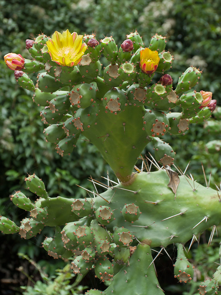 Изображение особи Opuntia monocantha.