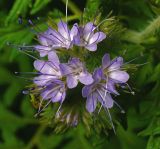 Phacelia tanacetifolia. Соцветие (культивар). Московская обл., Раменский р-н, окр. дер. Хрипань, садовый участок. 09.07.2015.