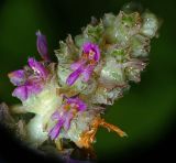 Stachys byzantina