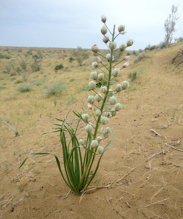 Изображение особи Eremurus ammophilus.