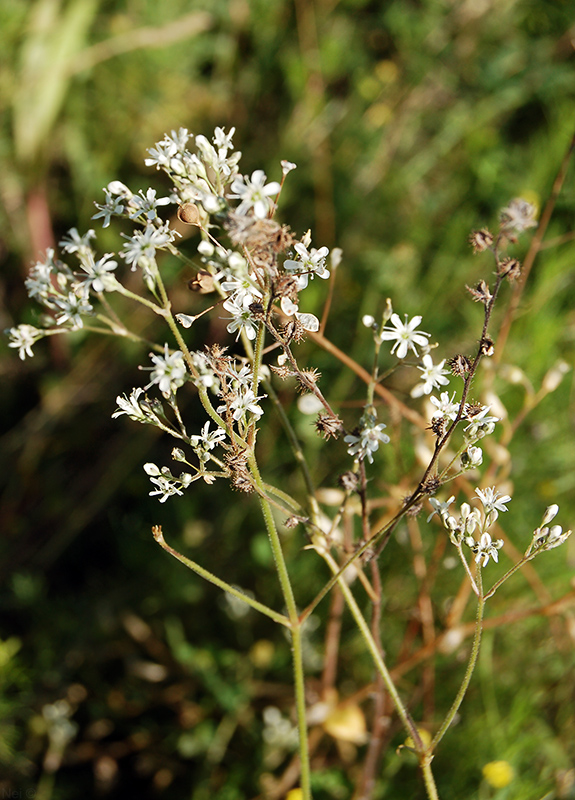 Image of Gypsophila altissima specimen.