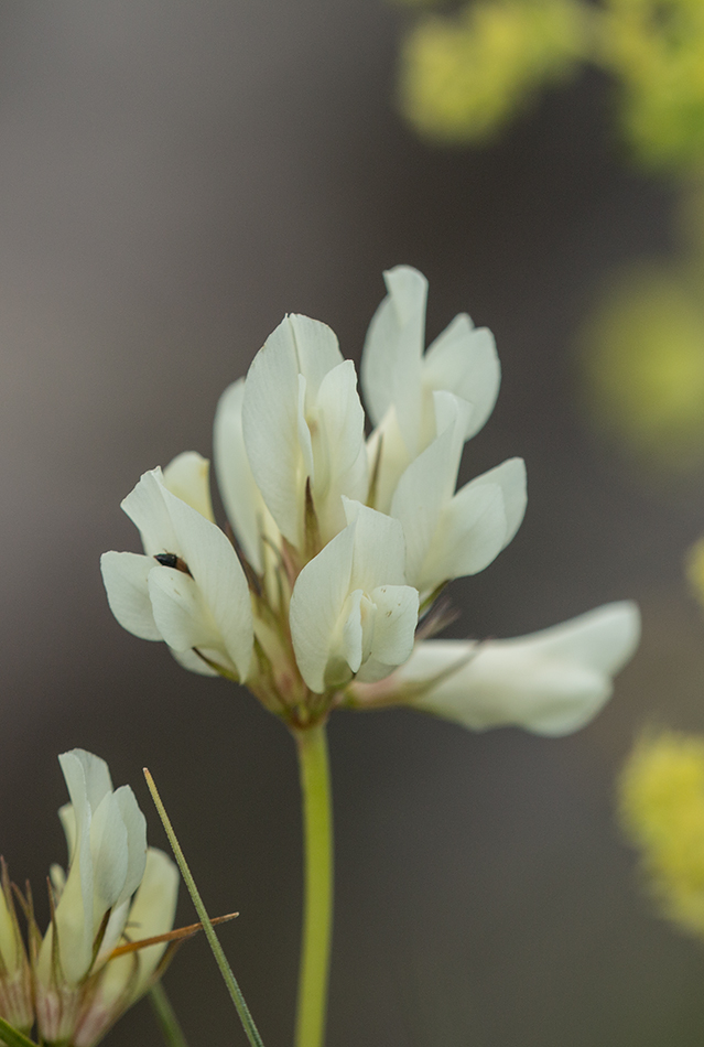 Image of Trifolium polyphyllum specimen.