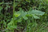 Cirsium oleraceum. Часть стебля с листом и пазушным побегом. Свердловская обл., Карпинский городской округ, 44 км дороги Карпинск - Кытлым, ниже турбазы \"Серебрянский Камень\", на берегу р. Лобва, выс. 300 м н.у.м. 18.07.2015.