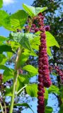 Amaranthus caudatus