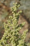 Image of taxon representative. Author is Владимир Эпиктетов