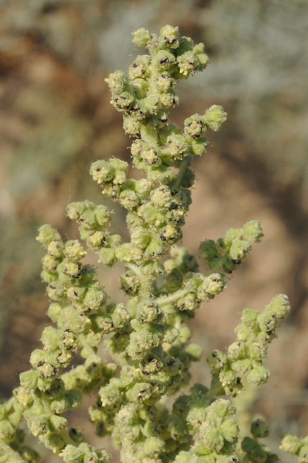 Image of Cyclachaena xanthiifolia specimen.
