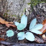 Corydalis ornata. Прикорневые листья. Приморский край, Уссурийский р-н, дубовый лес. 26.04.2008.