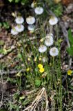 Tussilago farfara. Плодоносящие растения. Московская обл., окр. г. Железнодорожный, опушка ельника. 09.05.2015.