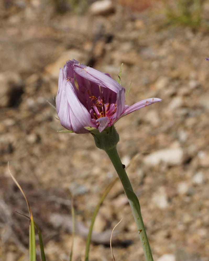 Image of Tragopogon marginifolius specimen.