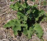 genus Arctium