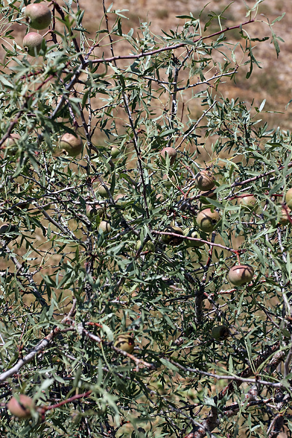 Image of Pyrus regelii specimen.