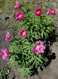 Paeonia officinalis. Цветущее растение. Иркутск, Ботанический сад ИГУ, малый дендрарий, цветник. 30.05.2014.