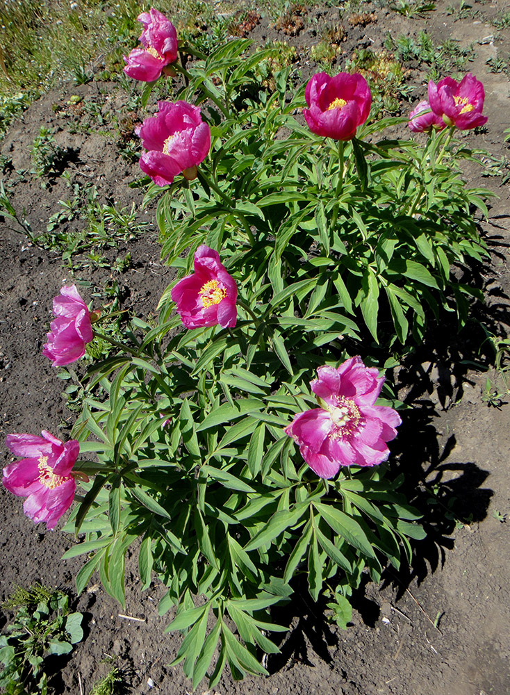 Image of Paeonia officinalis specimen.