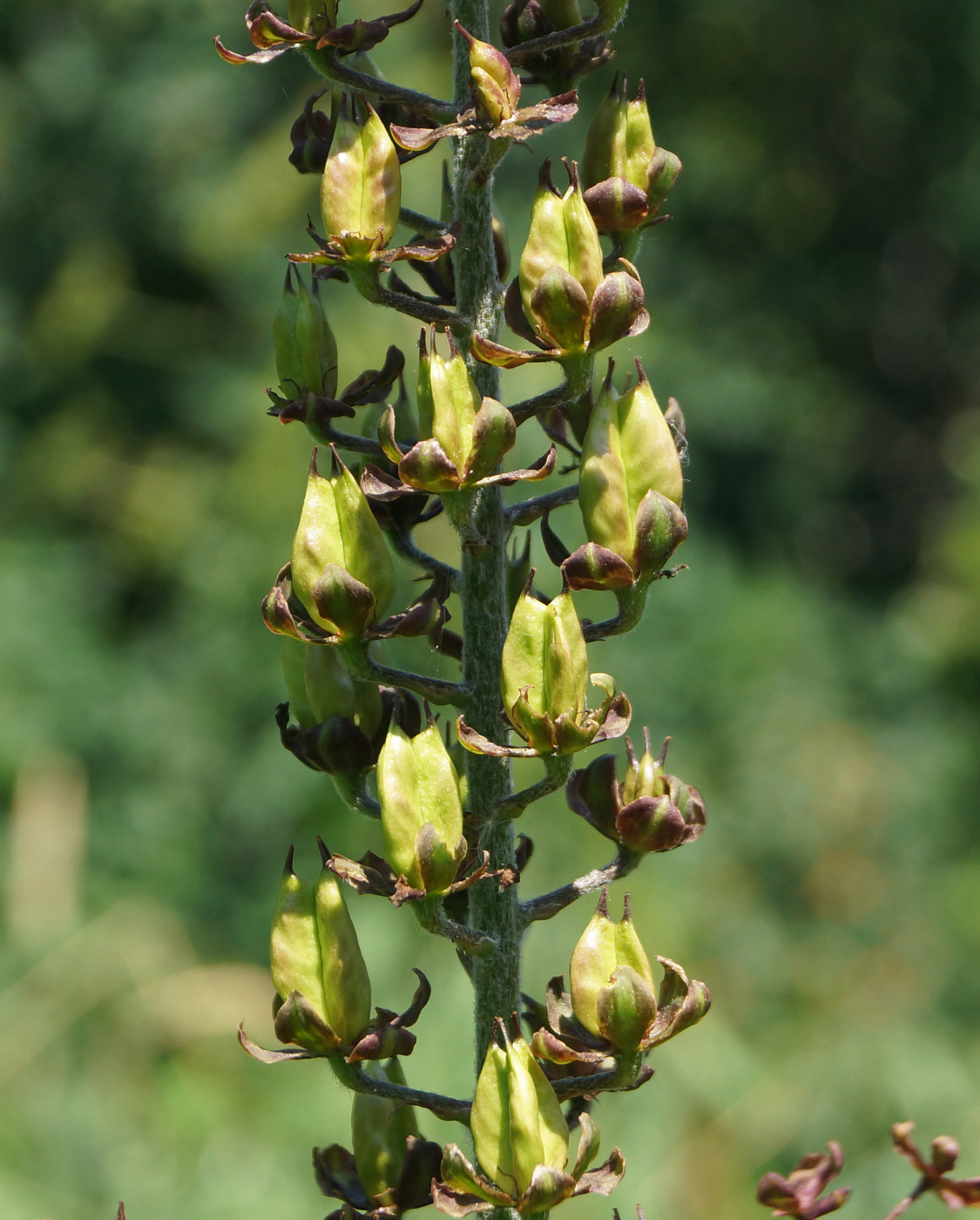 Изображение особи Veratrum nigrum.