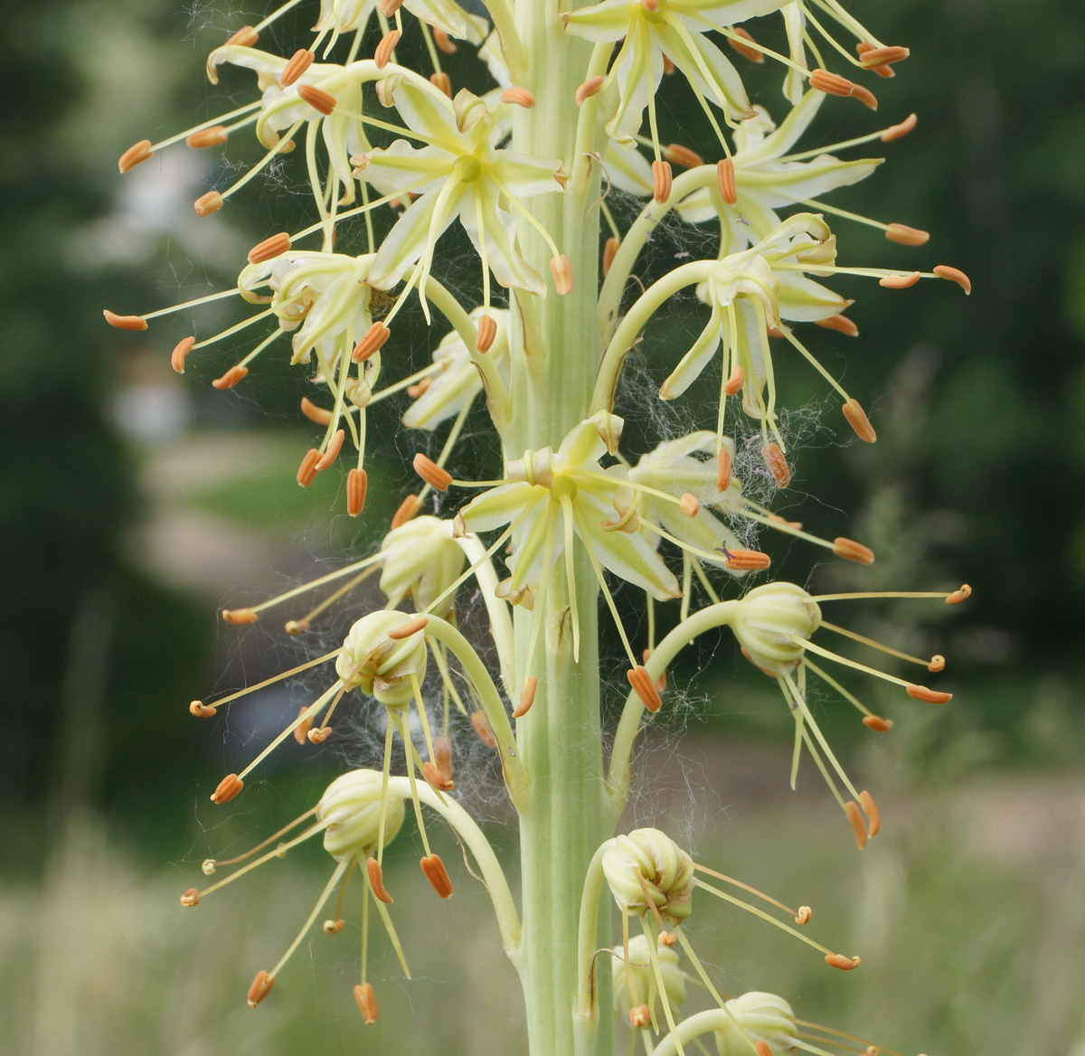 Изображение особи Eremurus altaicus.