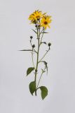 Image of taxon representative. Author is Раду Кибзий