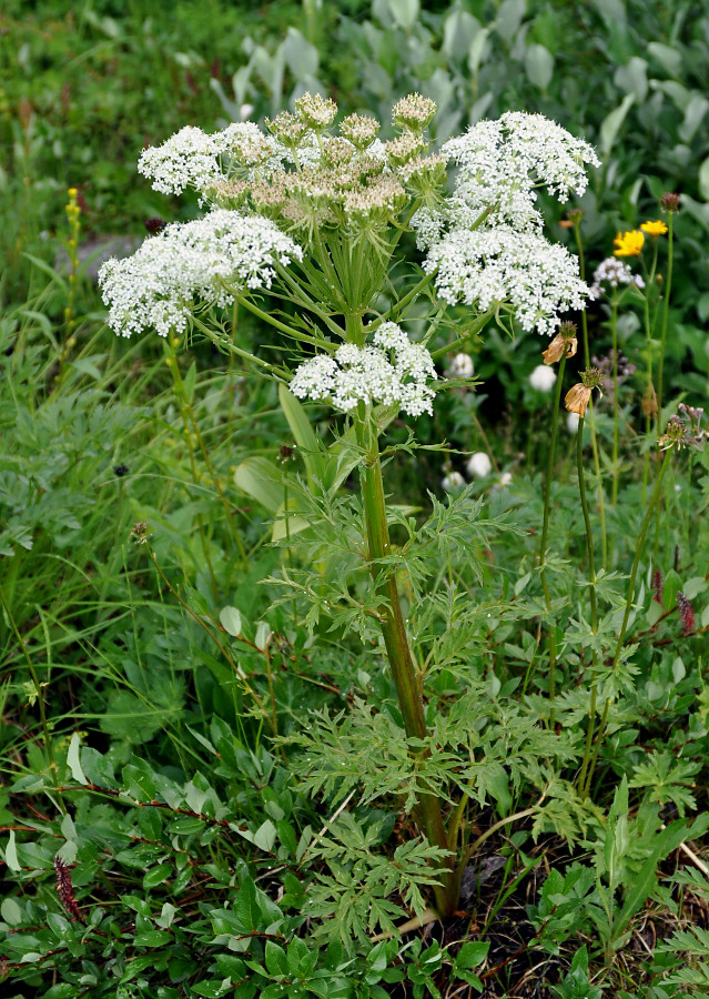 Image of Pleurospermum uralense specimen.