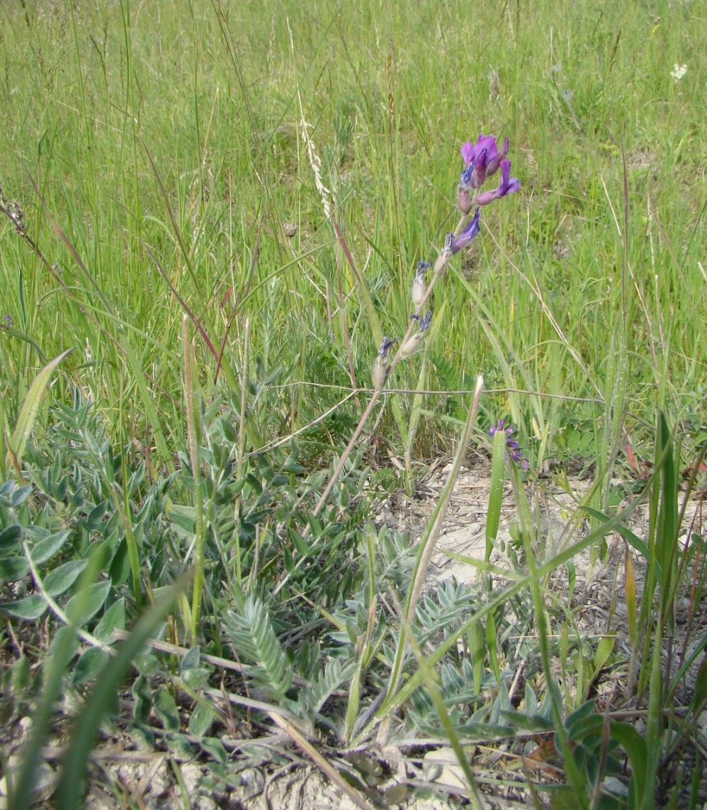 Image of Oxytropis uralensis specimen.