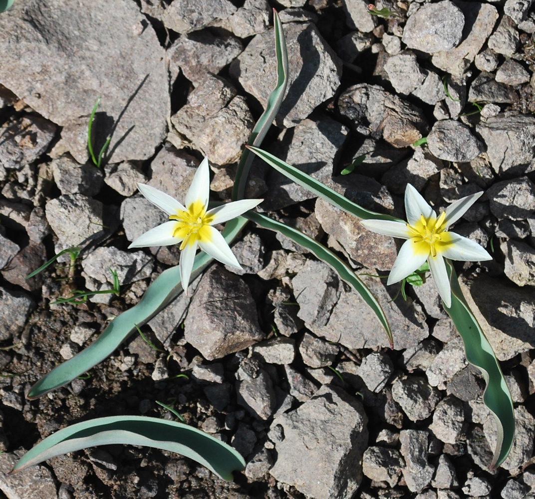 Image of Tulipa bifloriformis specimen.