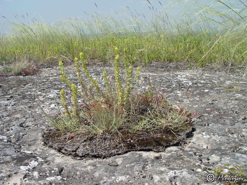 Image of Sideritis montana specimen.