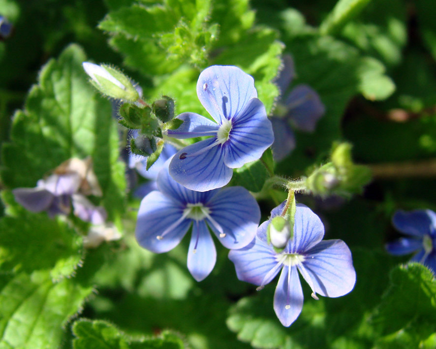 Image of Veronica chamaedrys specimen.