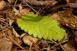 Betonica officinalis. Лист перезимовавшего растения. Средний Урал, Пермский край, Кунгурский р-н, правый берег р. Сылва, подножие камня Межевой, опушка соснового бора. 9 апреля 2016 г.