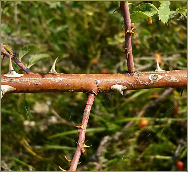 Image of Rosa dumalis specimen.