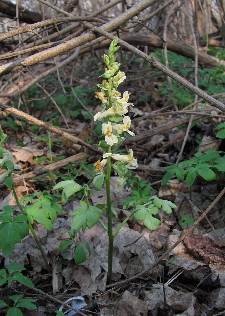 Изображение особи Corydalis marschalliana.