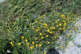 Sonchus arvensis