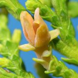 Platycladus orientalis. Мегастробил. Ростовская обл., г. Таганрог, в культуре на газоне. 28.04.2016.