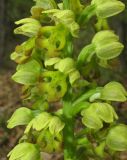 Orchis punctulata. Часть соцветия. Крым, окр. Балаклавы, пушистодубовый лес. 30 апреля 2016 г.