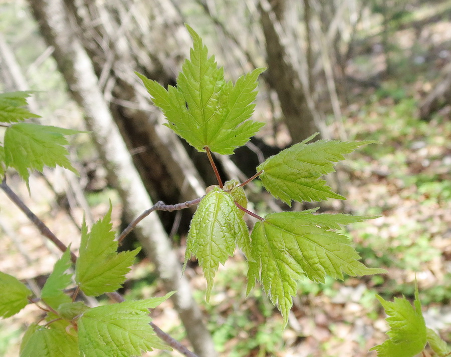 Image of Acer barbinerve specimen.