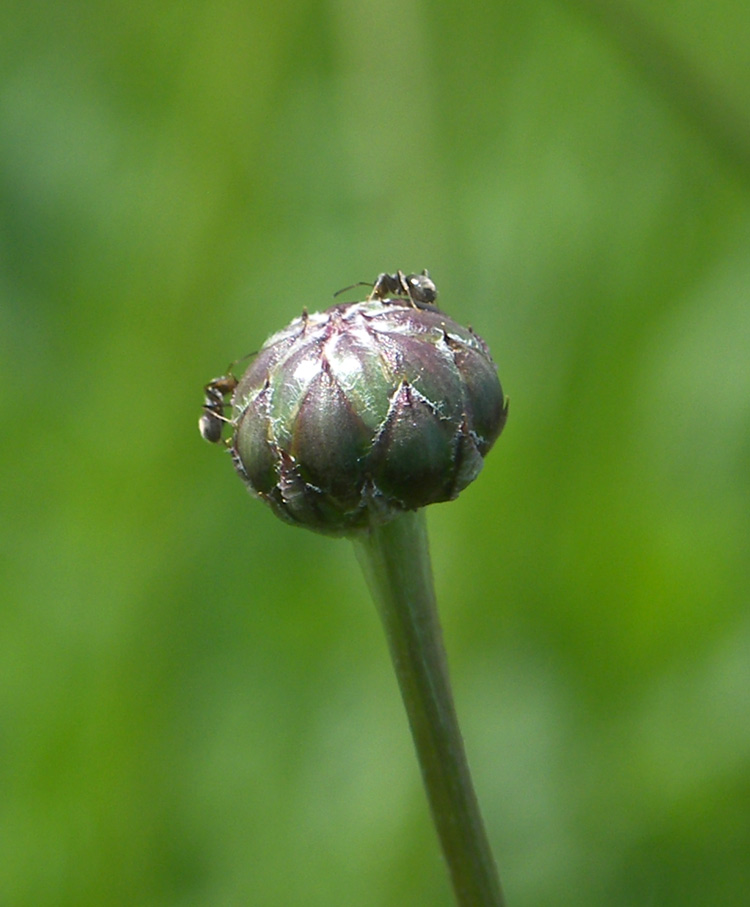 Image of Klasea lycopifolia specimen.