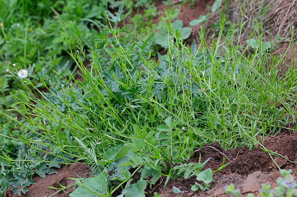 Изображение особи Stellaria graminea.